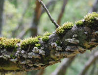 moss and lichens