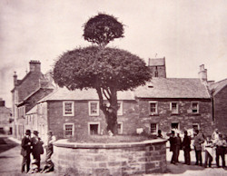 Old Thorn Tree photo