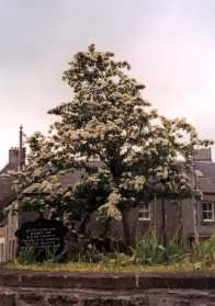 Thorn Tree in May 2001 (8.54Kb)