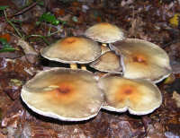 Flat Fungi