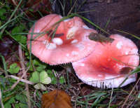 Pink Fungi