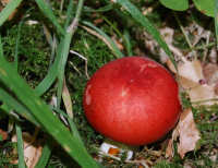 Red Puff Ball